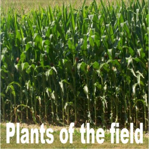 plants of the field