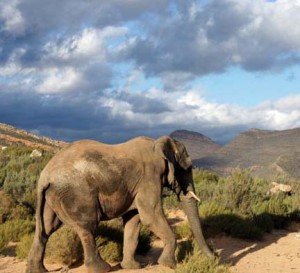 elephant in mountains