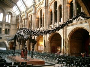 Diplodocus Skeleton