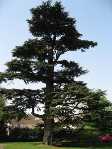 Lebanon Cedar