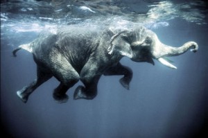 elephant swimming