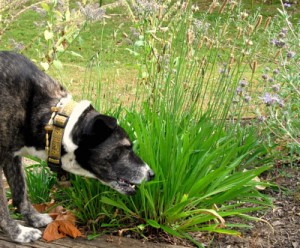 dog eating grass