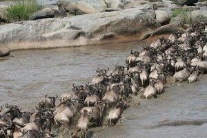 beasts crossing river