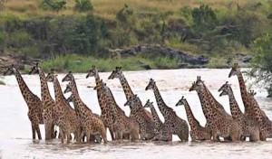 giraffes crossing river