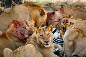 Lions Eating a Zebra