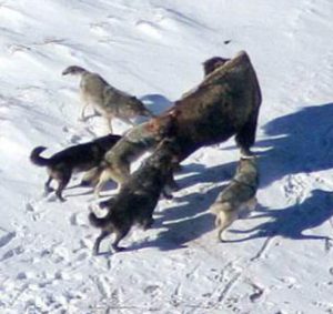 Wolves killing prey