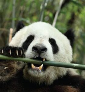 Panda Bear Teeth