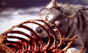 Wolf Eating