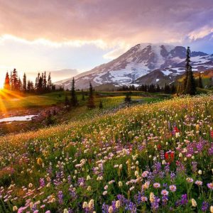 Easter spring meadow scene