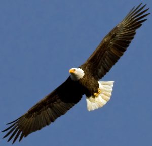 Soaring Bald Eagle