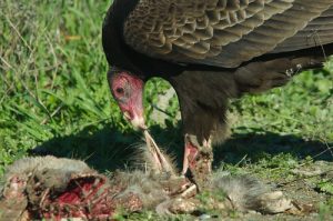 vulture scavenging